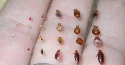 ​床虱最怕的三个克星，让你远离被“啃”