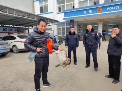 ​国家二级保护动物普通鵟在应城获救