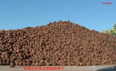 ​曾经无人问津现在大红大紫的猴头