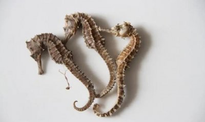 ​市面上最昂贵中药材有哪些