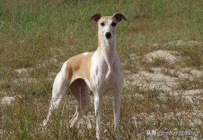 ​细狗是什么梗 为什么说你行不行啊细狗