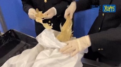 ​海关查获17公斤大青鲨鱼翅