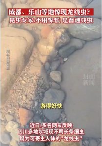 ​水域惊现疑似龙线虫的不明生物四川疾控辟谣：并非龙线虫