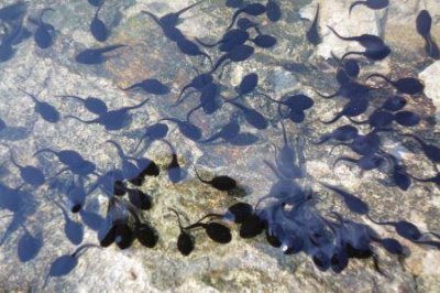 ​华晨宇女友精神被质疑，穿两片布出门隐私难掩，化诡异妆瘦到病态