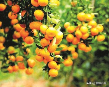 ​“柑橘之乡”在哪里？