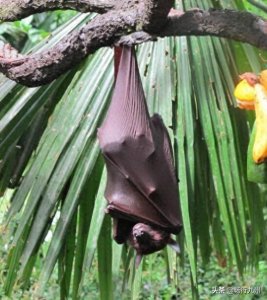 ​世界上最大的蝙蝠，马来大狐蝠，比人还大的蝙蝠你见过吗