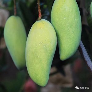 ​每周一果｜芒中珍品—金煌芒