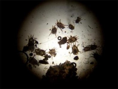 ​你的狗到底得的是耳螨还是耳炎？