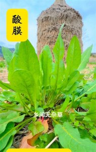 ​在广袤的自然界中，隐藏着一种既平凡又神奇的植物—酸模