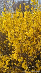 ​连翘可不是迎春花，4个不同点，很容易区分