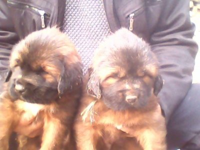 ​藏獒不为人知的一面:它们小时候比哈士奇还可爱