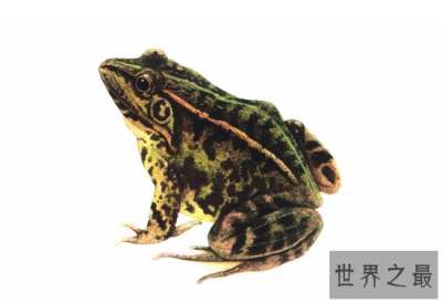​世界上禁止捕捉的青蛙,黑斑侧褶蛙（对人类有益的动物）