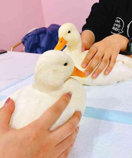 大连话倒鸭子是哪个电影片段