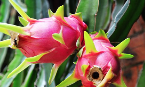 火龙果是谁的果实,火龙果是仙人掌的果实吗?仙人掌的果实能吃吗?图2