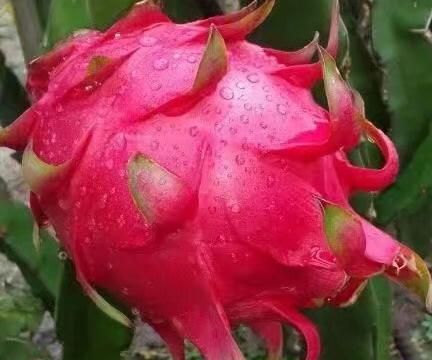 火龙果是属于哪种科属植物的果实