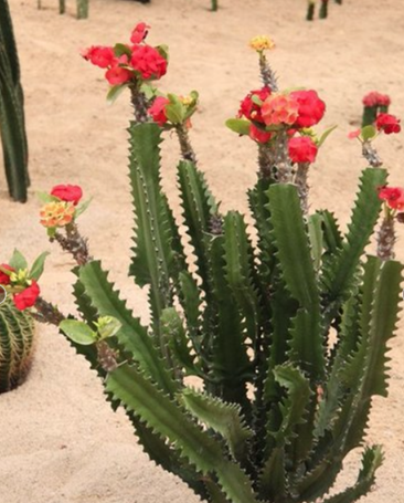 火龙果是谁的果实,火龙果是仙人掌的果实吗?仙人掌的果实能吃吗?图3