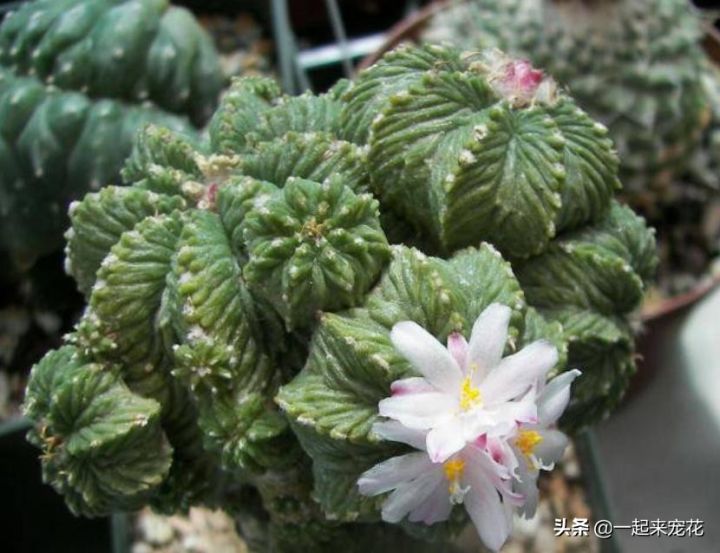 多肉贵货有哪些品种(分享5种常见的贵货多肉植物)