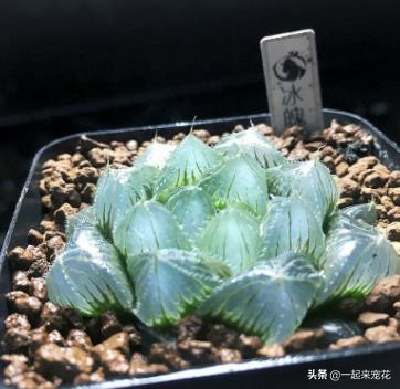 多肉贵货有哪些品种(分享5种常见的贵货多肉植物)
