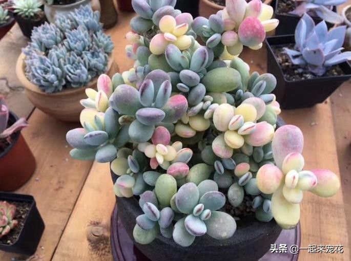 多肉贵货有哪些品种(分享5种常见的贵货多肉植物)