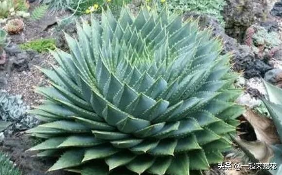 多肉贵货有哪些品种(分享5种常见的贵货多肉植物)