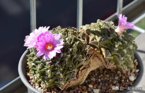 多肉贵货有哪些品种(分享5种常见的贵货多肉植物)