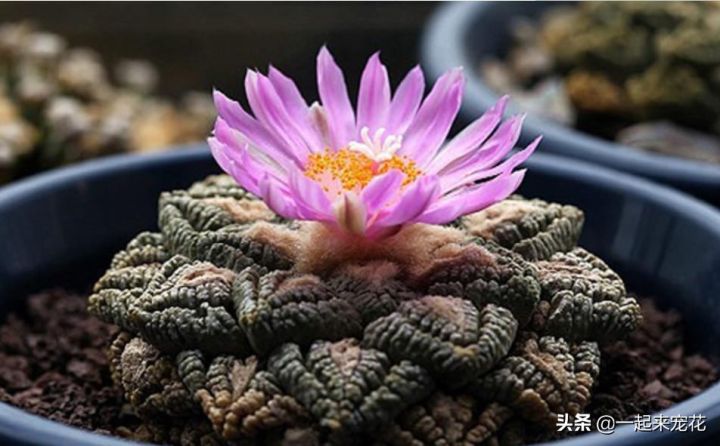 多肉贵货有哪些品种(分享5种常见的贵货多肉植物)