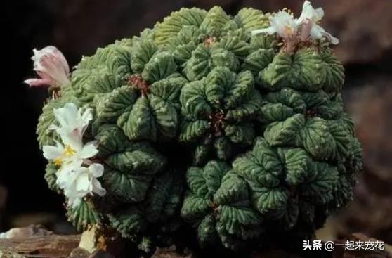 多肉贵货有哪些品种(分享5种常见的贵货多肉植物)