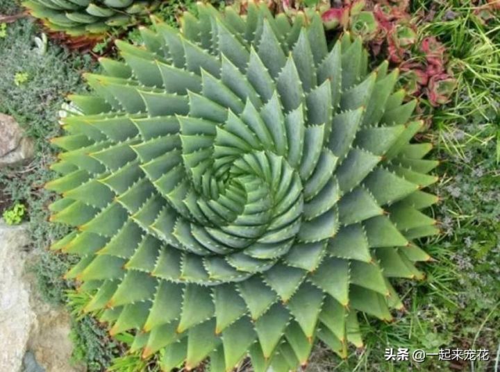 多肉贵货有哪些品种(分享5种常见的贵货多肉植物)