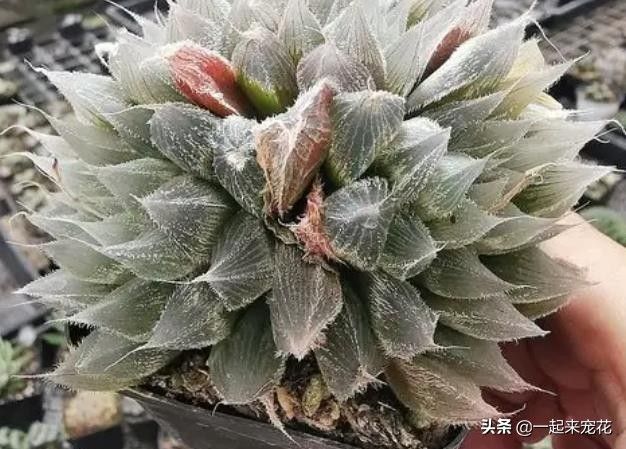 多肉贵货有哪些品种(分享5种常见的贵货多肉植物)