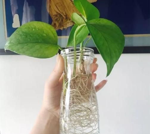 花瓶里的水几天换一次水