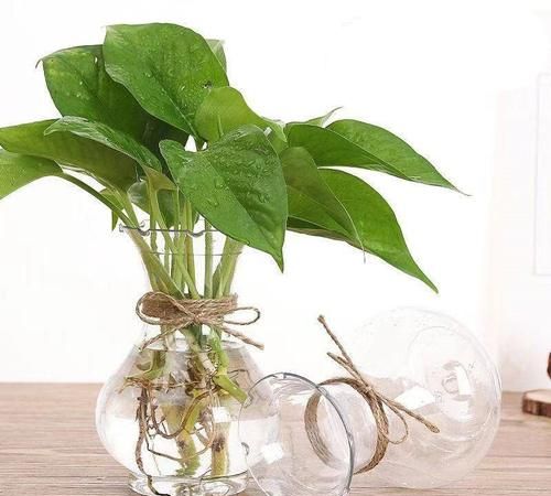 花瓶里的水多久换一次水