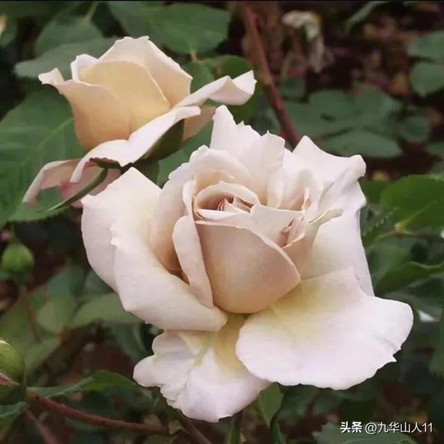 超大花月季品种介绍（常见大花月季品种一览）(19)