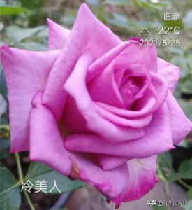 ​超大花月季品种介绍（常见大花月季品种一览）