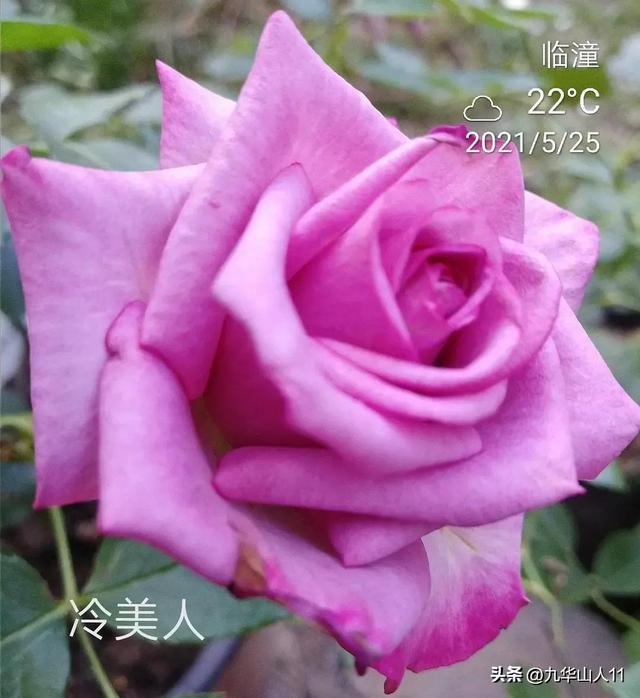 超大花月季品种介绍（常见大花月季品种一览）(1)