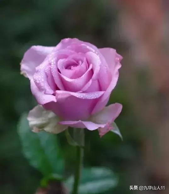 超大花月季品种介绍（常见大花月季品种一览）(3)