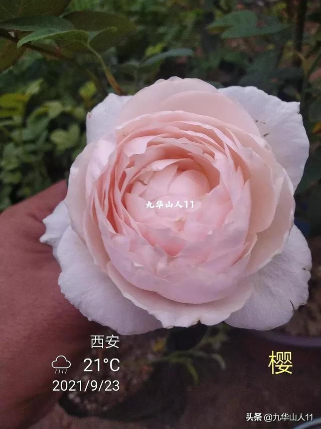 超大花月季品种介绍（常见大花月季品种一览）(38)