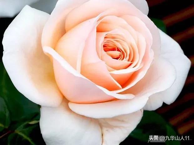 超大花月季品种介绍（常见大花月季品种一览）(21)