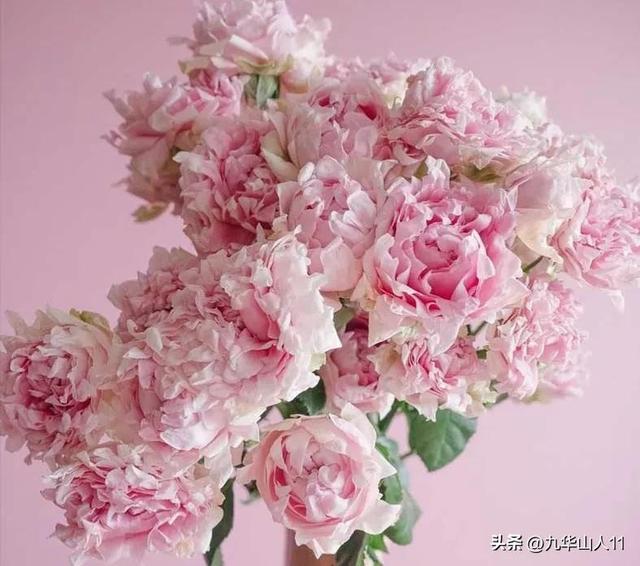 超大花月季品种介绍（常见大花月季品种一览）(17)