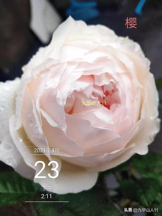 超大花月季品种介绍（常见大花月季品种一览）(32)