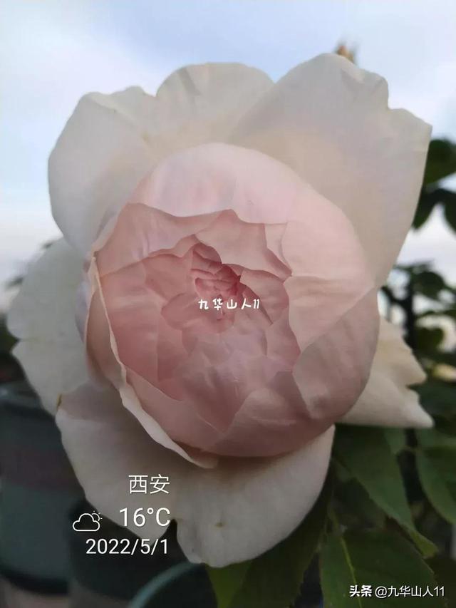 超大花月季品种介绍（常见大花月季品种一览）(37)