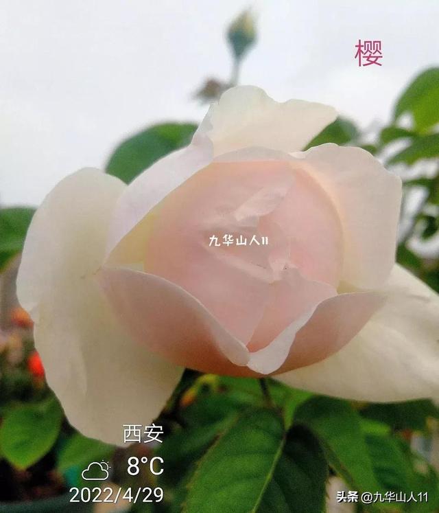 超大花月季品种介绍（常见大花月季品种一览）(36)