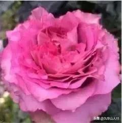 超大花月季品种介绍（常见大花月季品种一览）(14)