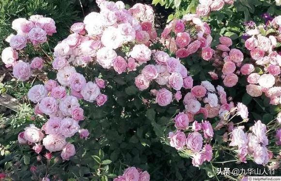 超大花月季品种介绍（常见大花月季品种一览）(29)