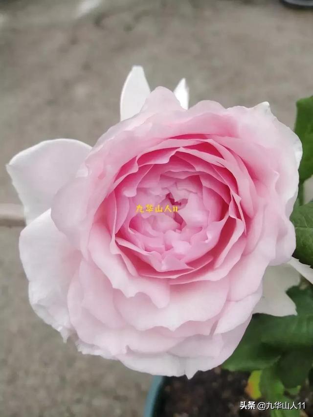 超大花月季品种介绍（常见大花月季品种一览）(8)