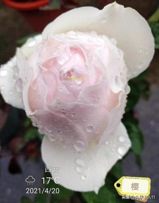 超大花月季品种介绍（常见大花月季品种一览）(33)