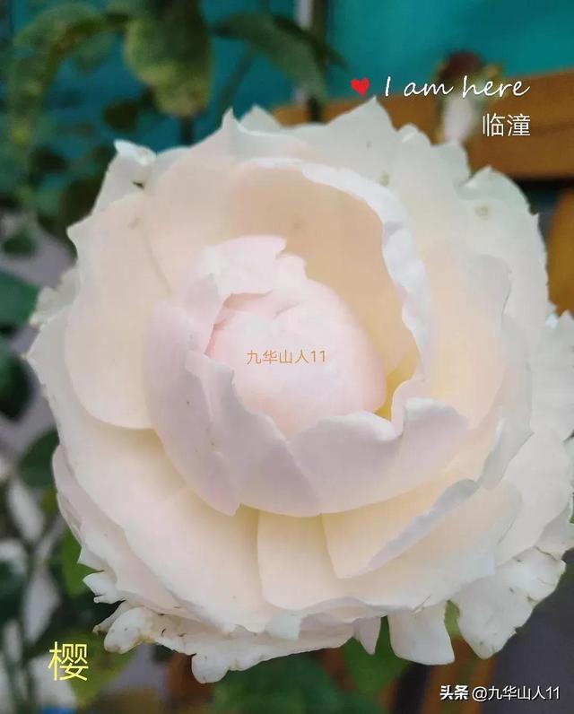 超大花月季品种介绍（常见大花月季品种一览）(34)