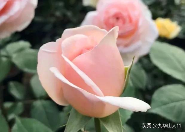 超大花月季品种介绍（常见大花月季品种一览）(22)