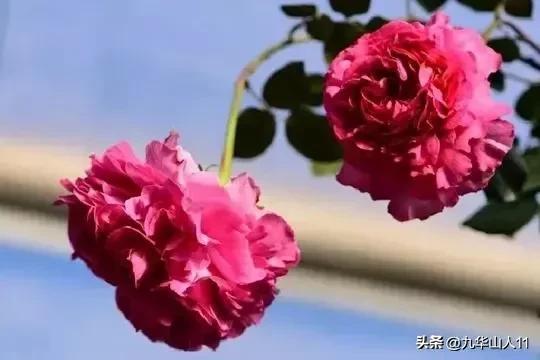 超大花月季品种介绍（常见大花月季品种一览）(13)