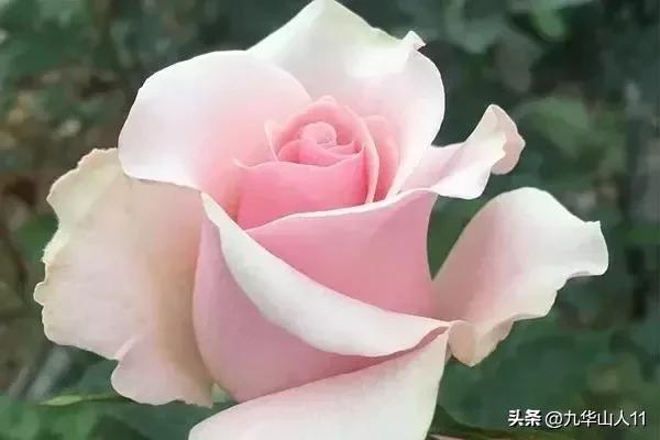 超大花月季品种介绍（常见大花月季品种一览）(11)