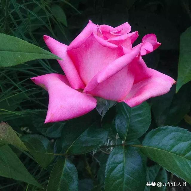 超大花月季品种介绍（常见大花月季品种一览）(24)